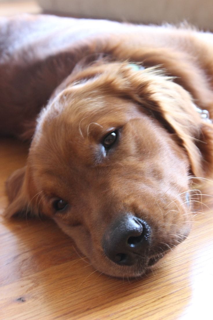 When My Dog Lucky Died, I Disappeared Too: Understanding the Invisible Grief of Pet Loss