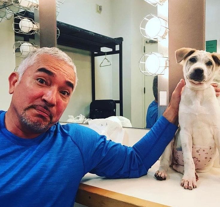 Signs Your Dog Thinks He’s in Charge (And How to Fix It)