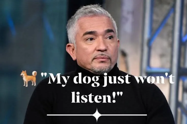 You Do These Every Day… Then Wonder Why Your Dog Is “Stubborn”