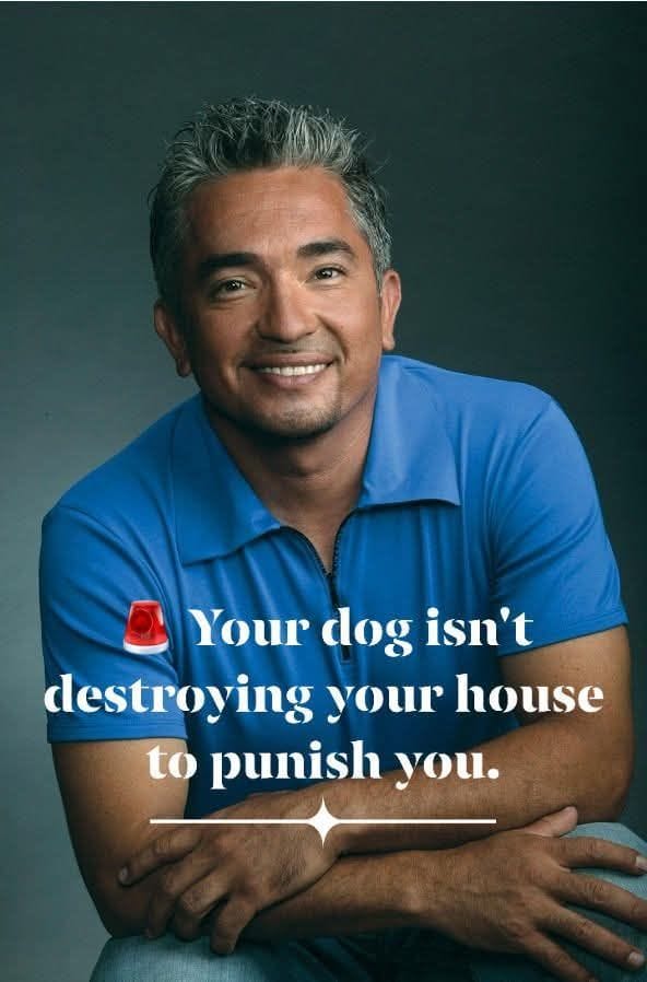 Separation Anxiety in Dogs: The Real Cause and How to Fix It