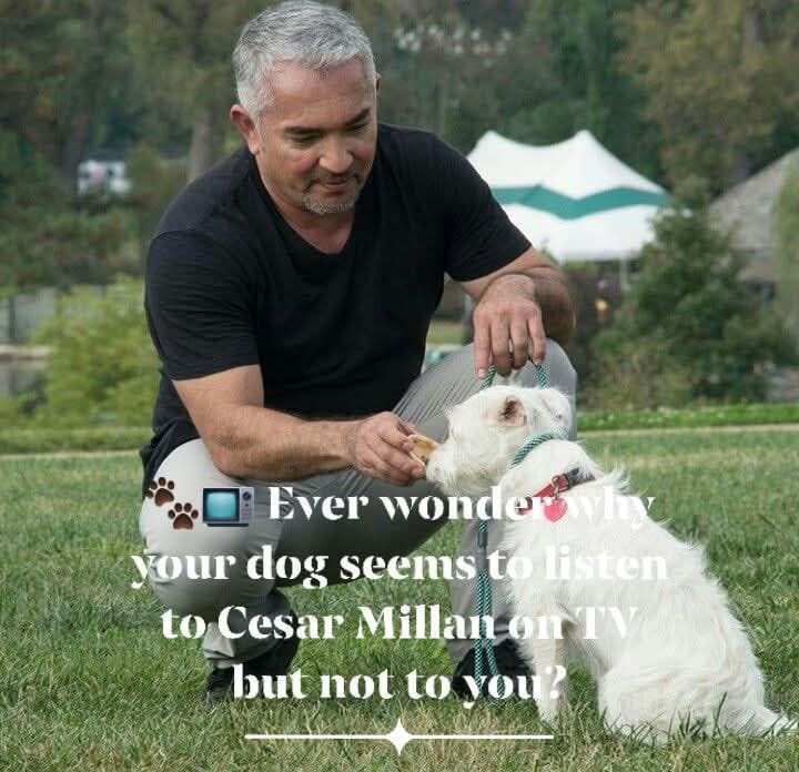 Why Your Dog Listens to Cesar Millan on TV but Not to You: The Power of Consistency, Body Language, and Social Cues