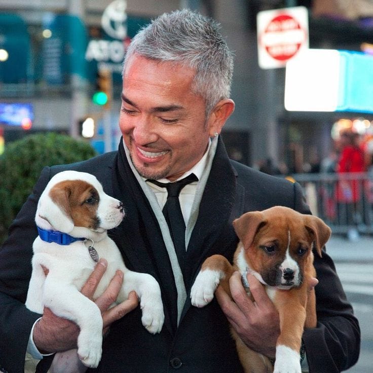 How Owners Accidentally Train Dogs to Misbehave