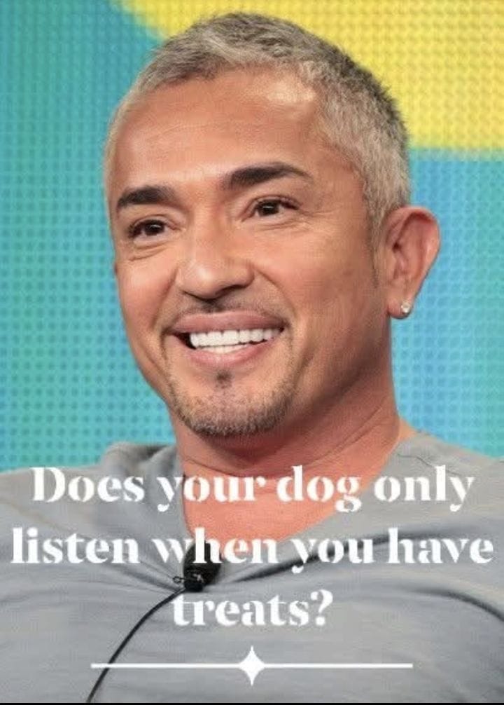 Food Is Not Training: What Most Owners Get Wrong