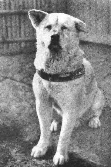 Hachiko: The Dog Who Waited 9 Years — A True Story of Loyalty